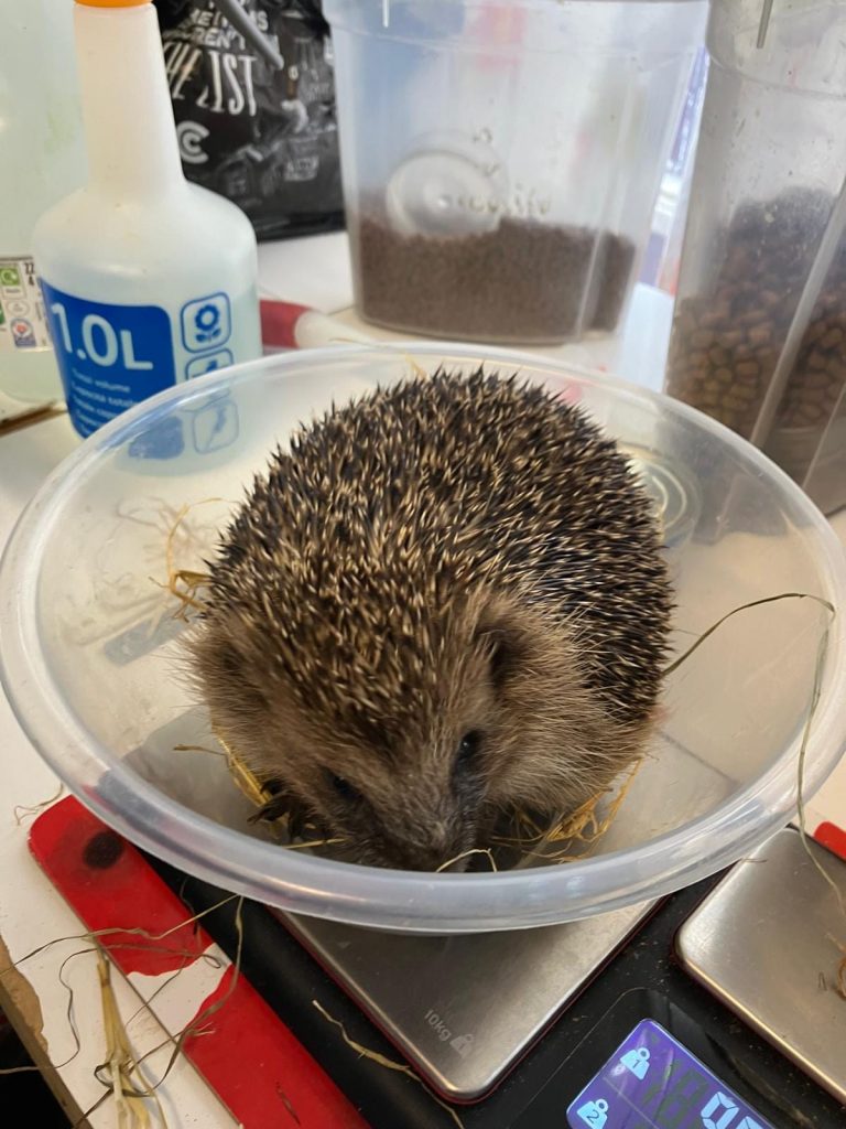 Hedgehog rescue centre Bideford