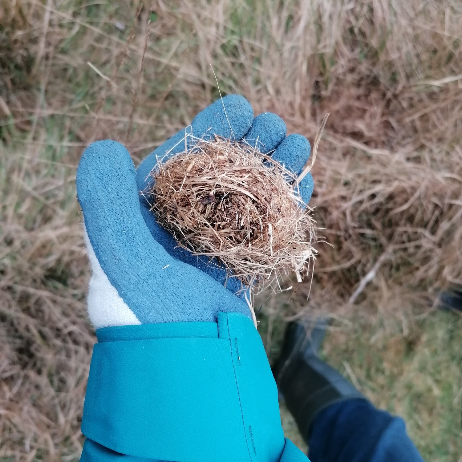 Northam Burrows annual harvest mouse survey completed